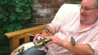 Man Feeds Baby Goldfinches Sitting on Arm