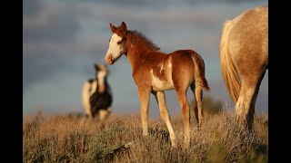 Roaming Wild, Following Mustang Trails May 2020