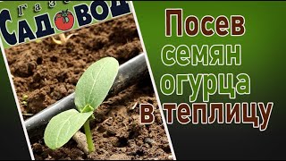 Посев семян огурца в теплицу