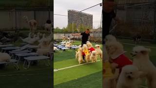 Puppies jumping traning very funny 😂 #reels #trending #ytshort #shortvideo #shorts #viral #amazing