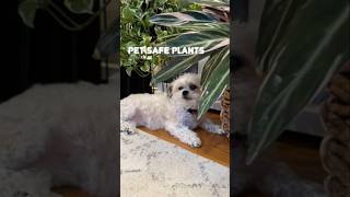 4 Pet Safe Plants! #plants #houseplants #petsafe #pets #dogs #plantcare