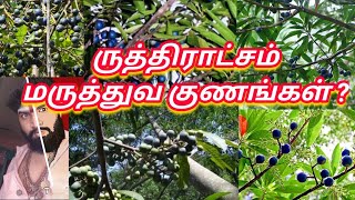 ருத்திராட்சம் மருத்துவ குணங்கள் ? ஓம் நமசிவாய போற்றி போற்றி ஓம் வளை அம்மா போற்றி போற்றி ஓம் நமசிவாய