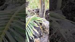 Tăng mô đất cho cây Dừa #võ_quang_sơn #shortvideo #trendingshorts #coconut