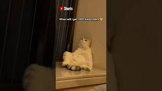 My Cat Thinking How Can He Get 1000 Subscribers Before 2024 Ends 😿😞 #shorts #funnycats #explore