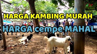 HARGA KAMBING MURAH HARGA CEMPE MAHAL