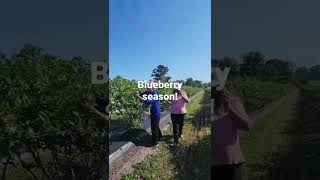 Blueberry Season in Wilmington, NC