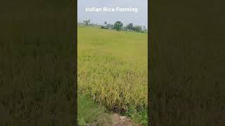 Indian Rice Forming