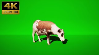 001 - Green Screen | Chroma Key | Animal 4K | Dairy cow