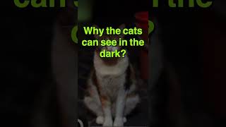 Why the cats can see in the dark?