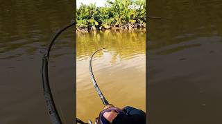 Strike ikan mangrove jack di tikungan sungai #shorts #mancing