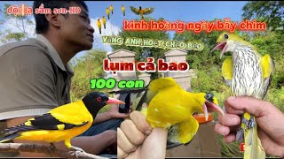 kinh hoàng bẫy chim vàng anh,hoét,chèo bẻo,chích choè dụng cả đàn/độc lạ sầm sơn-HD