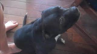 Staffordshire Bull Terriers - Gordon the Funny English Staffy Sings Twinkle Twinkle Little Star!