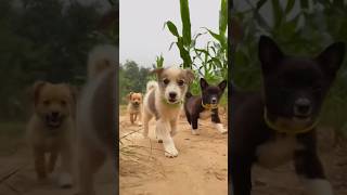 Cute puppy 🐶🥰🐶 #ds_media #cuteanimal #puppy #petshorts #ytshorts #short