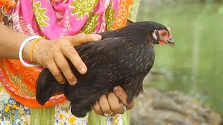 Augmenter la production de poulets locaux (résumé)