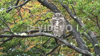 Patagonia owl with wind blowing branches