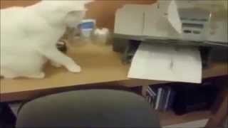 猫動画集 2014 Part1 Funny Cats Compilation