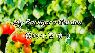 My Backyard Garden｜我的小菜地更新篇｜番茄长出了新苗｜拇指西瓜cumamelon 初长成｜黄瓜叶子被薅了｜辣椒产量惊喜