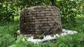 First Honey Bee Swarm of 2023! Rehoming Process in a skep