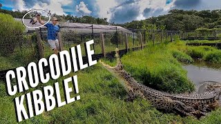 Feeding The Giant Crocs!