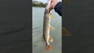 Nice sized pike on a medium light rod with 8 lb test