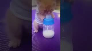 Baby Cat Drinking Milk #shorts #cat