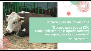 Запись онлайн-семинара «Проведение родов КРС в зимний период» (20.01.2021 г.)