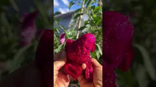 Red Prickly Pear ♥️ #fruit #youtubeshorts #shorts #shortsvideo