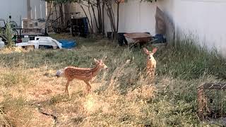 Baby fawn buddies eating together peacefully after storm until the cat scares them away