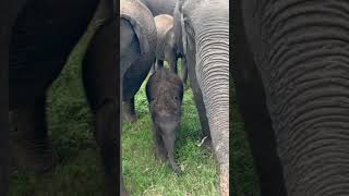 Baby elephant - Minneriya National Park, Sri Lanka - Cute Video