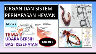 ORGAN DAN SISTEM PERNAPASAN HEWAN  #organdansistempernapasanhewan #tema2kelas5 #dadangwahyudin