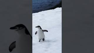 Did this Penguin Run  to say Hello #birds #sea #wildlife