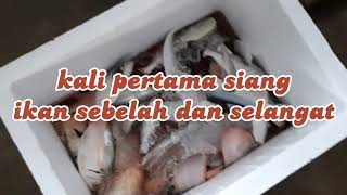 Kali pertama siang ikan sebelah dan ikan selangat🙂