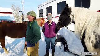 Horse Veterinarian Checks In On Equine Brood Mares