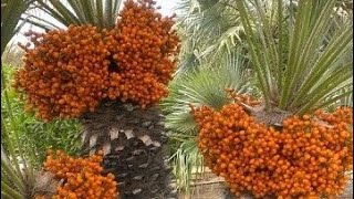 DATE PALM OR PHOENIX DACTYLIFERA TREE GROWING FROM SEED & CARE