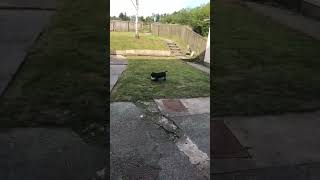 Staffy puppy playing with a ball ⚽️