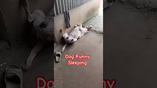 Dog Very Funny Sleeping at Morning #doggie #dogfunny #dog #funnyvideo #doglover