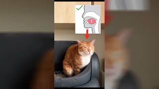 funny cat mewing meme