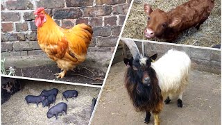 Croxteth Hall country farm park animals for kids toddlers meerkat pigs donkey horse video