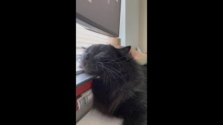 Relaxing cat purring ASMR