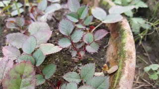 Grow english rose from cuttings at home