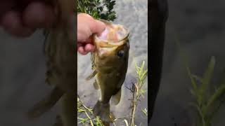 2 pound bass release!!