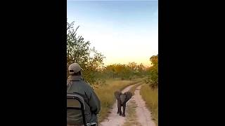 Я не трус! Но я боюсь... #shorts #animals #baby elephants #cлоны