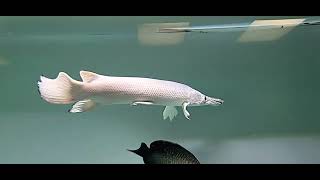 Platinum Alligator Gar 🐟🐟🐟