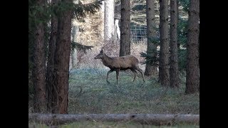 Jelenie na linii - łanie i kilka chłystków.