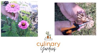 Collecting Seeds from Zinnia flowers | CulinaryGardensCo