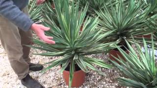 Yucca Gloriosa Variegate – The Evergreen Flowering Plant