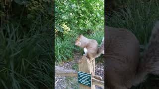 squirrel on its favourite fence....