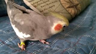 Punky the cockatiel playing with the bed