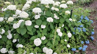 Walk around the blueberry farm  botanical gardens