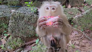 Great job Rose monkey Breastfeeding newborn Rainbow and she drinking milk too🐒💗🥰😍👍💓